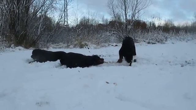 Ротвейлеры.Роттобобрихи))) смотреть онлайн