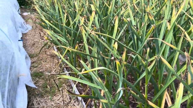 Обзор дачи 22 июля 23 год , меня не было 14 дней . смотреть онлайн