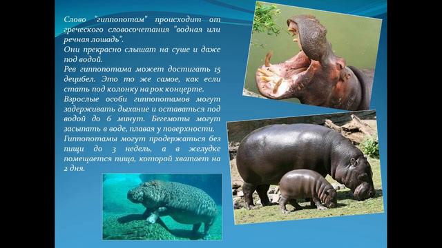 Индивидуальный проект 10 класс бегемот Удивительные факты из жизни животных - смотреть видео онлайн от "Звериный мир: с