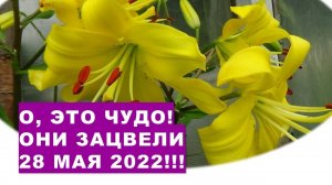 О, это чудо! Они зацвели 28 мая 2022 года!