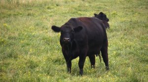 Look Starter Unit 4 Video 4