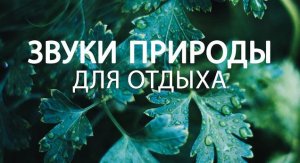 Расслабляющая Музыка и мягкий дождь?Красивая музыка для сна