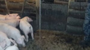 КАК МЫ КОРМИМ СВИНЕЙ