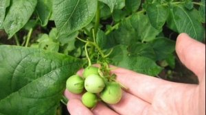 интересный факт: "История появления картошки"