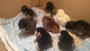 Неожиданный вывод цыплят в октябре.