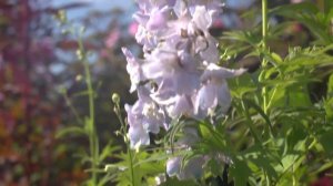 Delphinium | Guardian Lavender: Tall Blooming Perennial