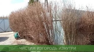 Чубушник изгородь