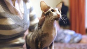 Петерболд. Что мы знаем об этих кошках