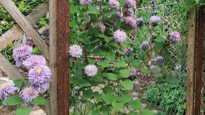 КЛЕМАТИСЫ ТАЙГА И БЛЮ ЛАЙТ