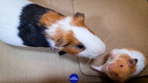 Hamster meets Guinea Pig