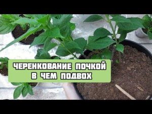 ЧЕРЕНКОВАНИЕ ГОРТЕНЗИИ ПОЧКОЙ, ПОДСТАВА для покупателя?