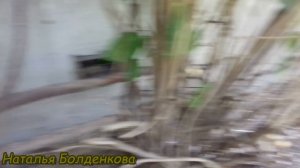 Голуби кормят птенцов.