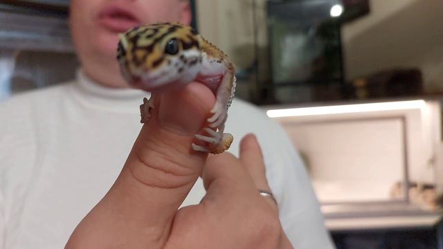 Эублефары содержание ! смотреть онлайн