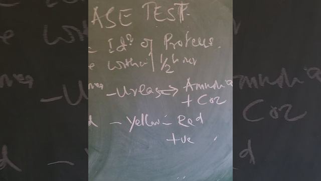 UREASE TEST  TO IDENTIFY PROTEUS SP смотреть онлайн