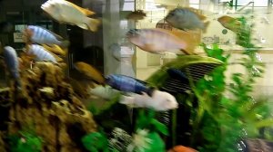 Аквариум рыбы