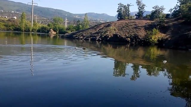 Джек рассел терьер учится плавать на озере. смотреть онлайн