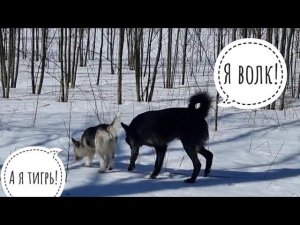 Зимняя весна. Ушла в лес и нашла диких добрых собак, набрала мартовских ягод