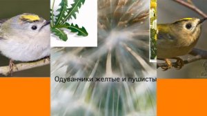 Экосистема луга