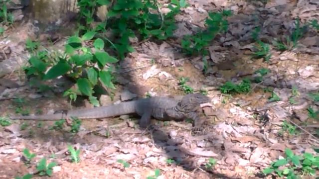 2018/07/16 10:03:31 Monitor lizard смотреть онлайн