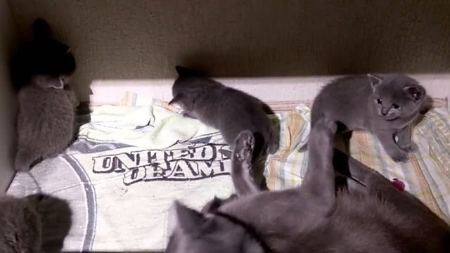 Русская голубая - мама и малыши смотреть онлайн