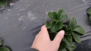 Деление рожков на клубнике Мальвина