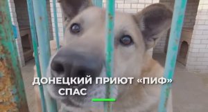 Донецкий приют для животных «ПИФ» спасает жизни: там живут 800 собак и 20 кошек