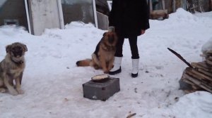 Как кормить немецкую овчарку