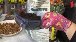 Размножение туи семенами