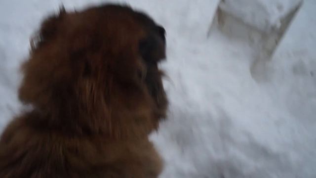 Лютик прогулка. смотреть онлайн