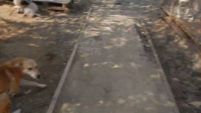 Экскурсия по приюту для бездомных животных "Я живой" пос. Саргазы г. Челябинска смотреть онлайн