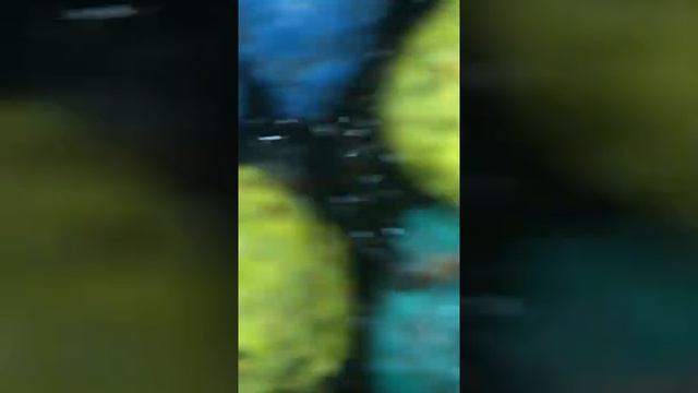 Марганцовка для полива растений и мой маленький эксперимент по борьбе с пожирателями растений.