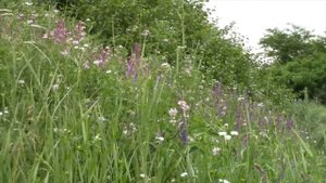 Остановились отдохнуть по дороге. Всем от меня полевой букетик! Красота!