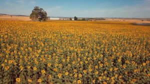 30.11.20 Sunflowers Warwick