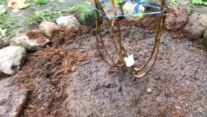 САММЕР ЛАВ, ГРАФИТИ-НОВИНКИ ДЛЯ МОЕГО САДА. Посадка и как буду обрезать.