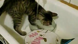 Кот,который моет посуду