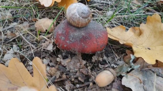 Золотая осень в лесу. Музыкальная прогулка по осеннему лесу.Осень - прекрасное  время года.