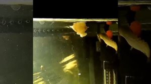 Полиптерус Сенегальский.