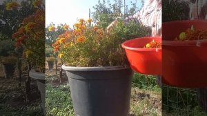 Чернобривцы.Цветы знакомые с детства.Польза и красота.#чернобривці#tagetes #ароматравы