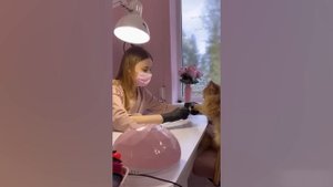 Приколы с котами! С ОЗВУЧКОЙ - СМЕШНЫЕ КОТЫ - СМЕШНЫЕ ЖИВОТНЫЕ - 1 час смеха!