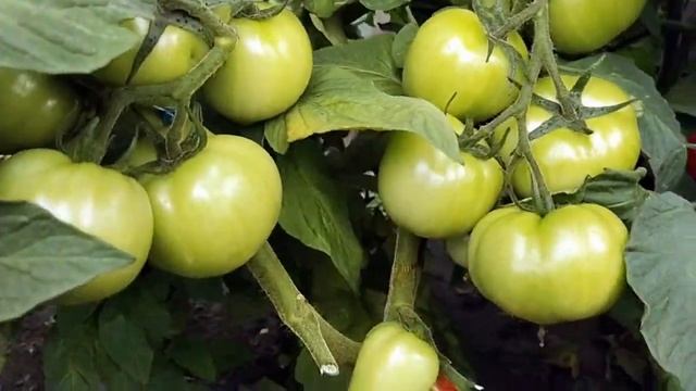 #томатИнфинити #томатФатима СОБИРАЕМ ВСЕГДА МНОГО ПОМИДОР И ВАМ СОВЕТУЕМ ЭТИ СОРТА! смотреть онлайн