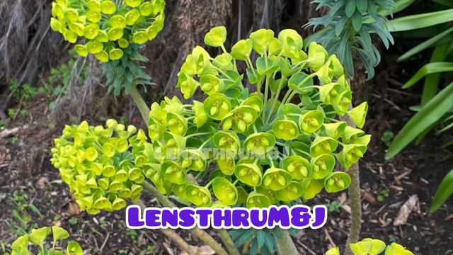 San Francisco Botanical Garden Magnolia Season February 2024 смотреть онлайн