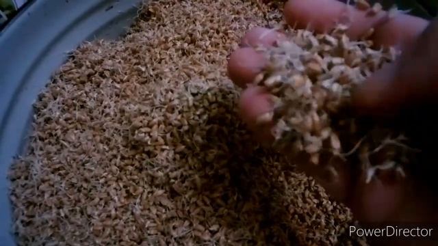 КАК ПРОРАСТИТЬ ЗЕРНО ДЛЯ КУР