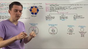 Липопротеины: строение, классификация и функции.