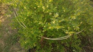 Когда цветёт съедобная жимолость весной и кто её опыляет