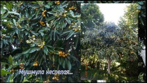 "Райский уголок" /Каткова Щель(Сочи)/