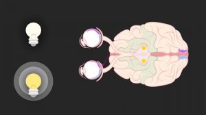 EyeMove. Как движения глаз связаны с мозгом