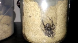 Южнорусский тарантул копает нору!