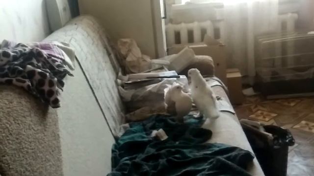 Думаете голуби целуются от любви?)😂 смотреть онлайн