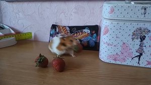 Звуки хомяков Звуки хомяка СИРИЙСКИЙ ХОМЯЧОК и три ягодки клубники Можно ли хомякам клубнику