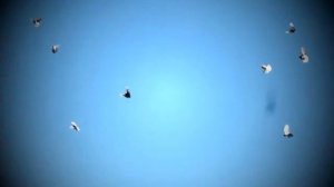 голуби 2  Верхняя Хава 2017